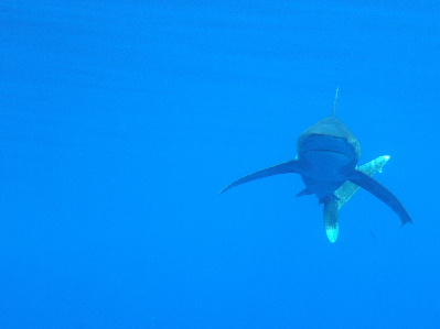 Red_Sea_March_2009_t.jpg